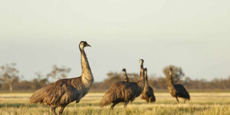 Emus walking through the landscape