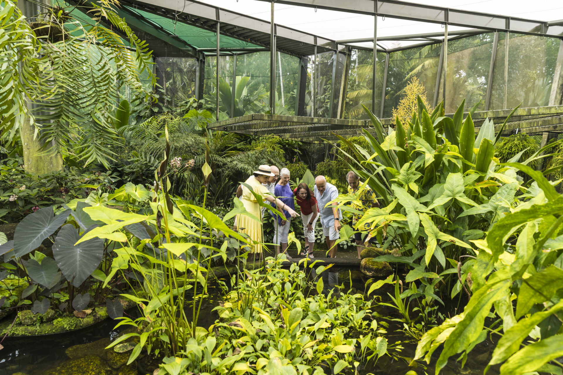 The Cairns Discovery Tours guide showing guests one of the botanical displays in the Cairns Botanic Gardens Conservatory