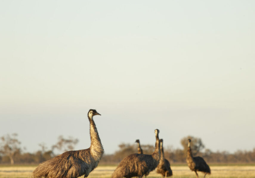 Emus walking through the landscape