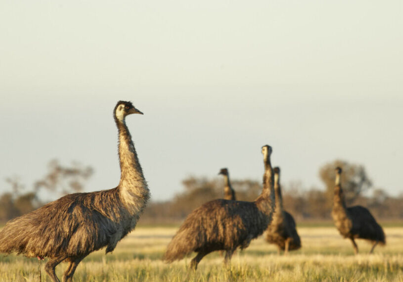 Emus walking through the landscape
