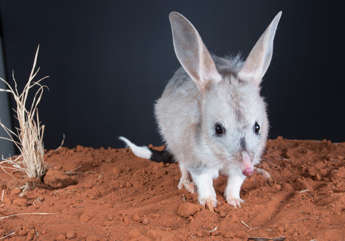 Bilby-stbf-1